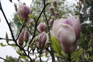 magnoliya (2)