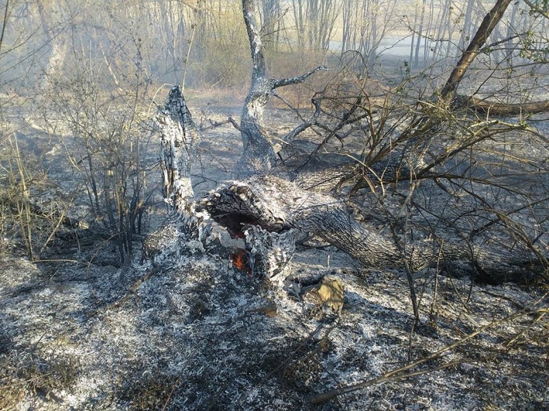Типові наслідки спалювання трави Тернопіль житлово-комунальний