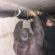 Теплоізоляцію труб у підвалі проводять працівники ПП “Сонячне”