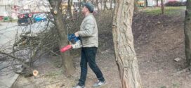 Працівники приватного підприємства “Вікторія – М” продовжують обрізку дерев