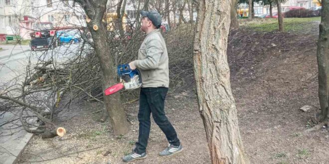 Працівники приватного підприємства “Вікторія – М” продовжують обрізку дерев