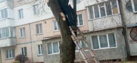 Працівники ПП “Вікторія-М” проводять підрізку дерев